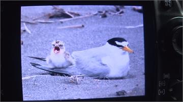 小燕鷗宜蘭沙灘繁殖 鳥友呼籲遊客當心