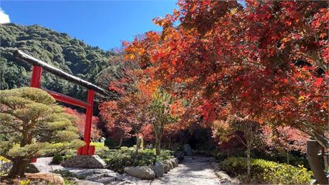 杉林溪楓葉紅了! 遊客上山追楓 讚如北國風情