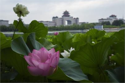 從200年前土壤中發現種子　京都「平等院蓮花」純白半透明