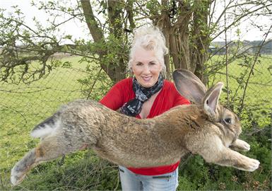 「曾登世界紀錄」132公分巨兔被偷了！飼主崩潰2年