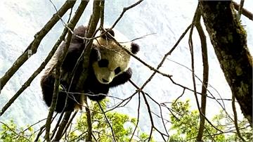 保育員拍下野生貓熊睡覺照 姿態可愛超吸睛