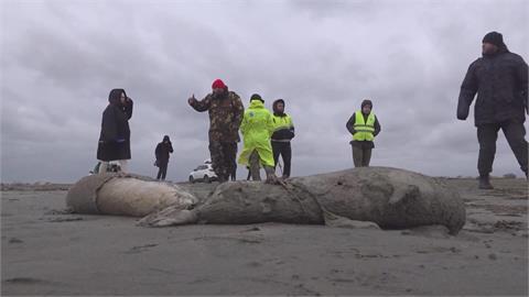 嚇人！2500隻海豹大規模死亡　俄羅斯裏海沿岸躺一片