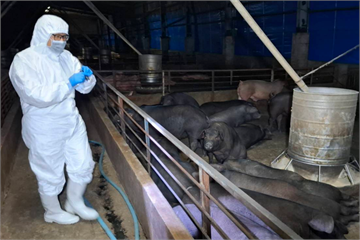 台中爆非洲豬瘟「病毒從哪來」　家庭、小吃店廚餘疑成破口