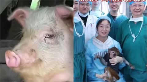 「獼猴體內換上豬腎」活一年！中國異種器官移植畫面外流…醫生喊：人體移植倒數