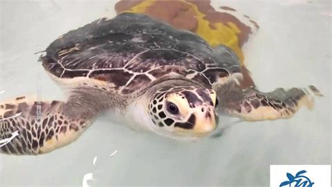 經費、人力不足還遭質疑學子專業度　海大實驗室暫停海龜援救