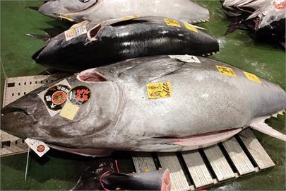 快新聞／祈求好運一整年！東京豊洲市場新年「初競」活動　鮪魚拍出2億天價