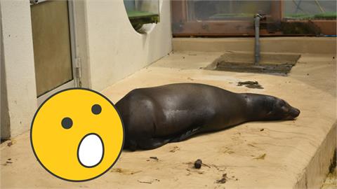 水族館海獅「尾巴被切兩半」沒人救？詭異畫面瘋傳　背後真相超暖心