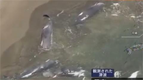 俄羅斯8.8強震影響？日本千葉海灘驚見「4頭巨大抹香鯨」集體擱淺