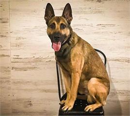 無法通過《服務犬訓練》的狗大受歡迎 欸欸拐杖不是玩具啊