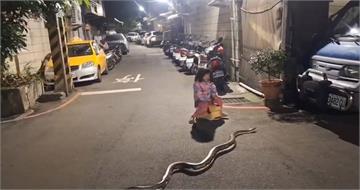 蘆洲街頭驚見超大球蟒！女童騎學步車「淡定繞過」　動保處：最重罰1.5萬