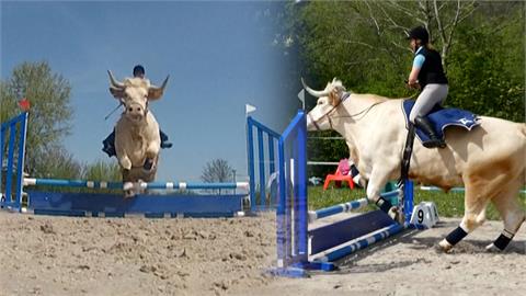 以為自己是馬的牛！訓練師養牛從小當馬騎　學各種馬術還能跳1公尺障礙