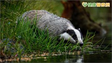 遭野生鼬獾抓咬要當心！人染狂犬病致死率近100％　記好4口訣保命