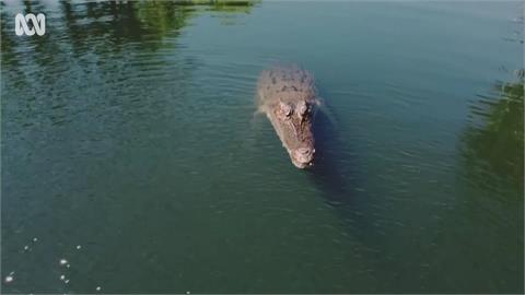 遭撕咬第一視角畫面曝！空拍機飛過水面　鱷魚90度躍起張嘴攻擊