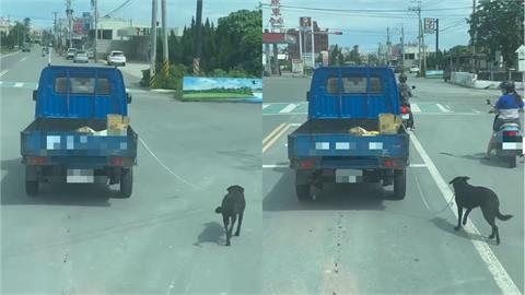 快新聞／彰化超扯司機「開車遛狗」！網暴怒　動物防疫所要查了