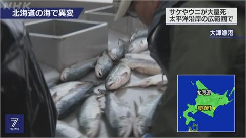 北海道赤潮危機　鮭魚海膽死亡損失逾10億日圓
