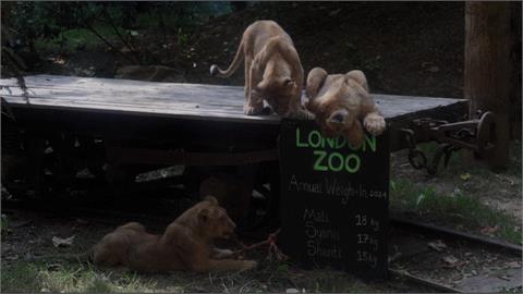 倫敦動物園量體重日！　讓「這一區」動物上磅秤最困難