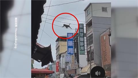 好靈活！屏東鬧區驚見「獼猴爬電線」　民眾直呼奇觀