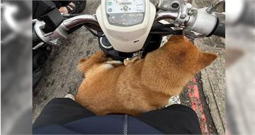 2柴犬「當街攔車」輪流搭便車　女大生傻眼送警局找到飼主