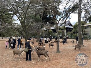 奈良公園驚現內衣偷拍狼！59歲男專挑外國女遊客　影片上傳YouTube賺錢