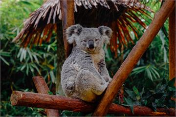 大阪天王寺動物園...無尾熊「太會吃」慘遭裁員！