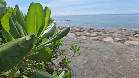 悚！花蓮海灘驚見女浮屍　竟是遭男狠心推入海