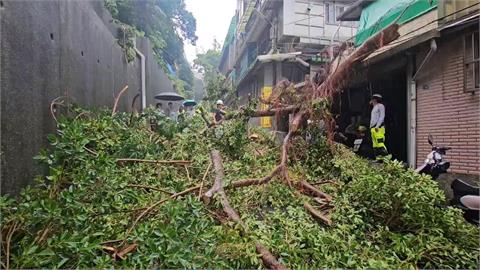 基隆修樹不慎驚傳意外 樹幹倒塌砸中民宅