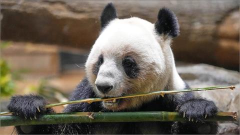 日本「熊貓清零」還給中國！矢板明夫揭「統戰真相」：魅力消散讓人反感