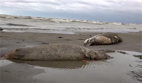 太離奇！俄羅斯裏海驚見「整排海豹屍體」　2500頭死因成謎
