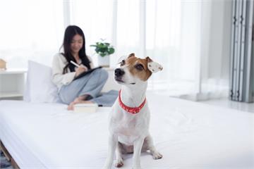 養寵物前請先看這篇 養了之後才懂的4種心理負擔