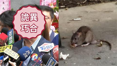 北市鼠患幕後黑手是「國民黨這1人」？網見「詭異巧合」傻了：真的南鼠北送