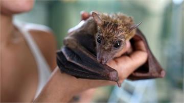 中國蝙蝠出現類伊波拉病毒！感染恐造成人類致命性出血