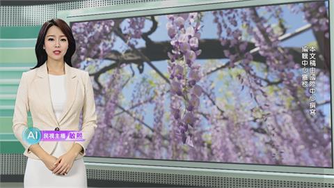 敏熙報氣象／日本足利花卉公園紫藤花滿開 浪漫花海吸引賞花潮