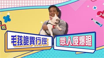 (影)／毛孩有不同以往的行徑 可能是患病的前兆？