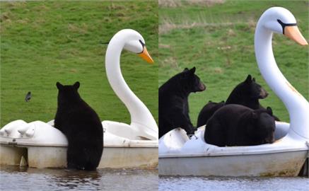 萌度爆表！英國黑熊竟搭「天鵝船」出遊？　園方這樣解釋…