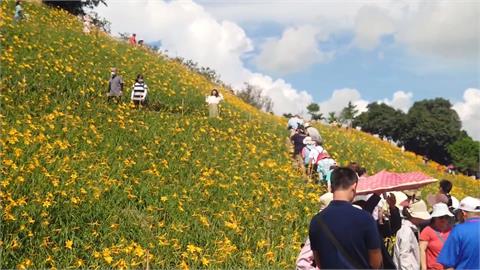 金針花之亂又上演！　步道人擠到爆口角、花海遭遊客踩爛