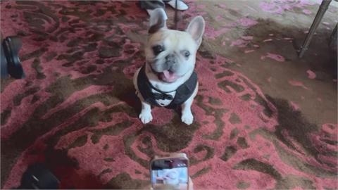 驚豔！狗狗戴鑽石項鍊走秀　寵物精品助流浪動物