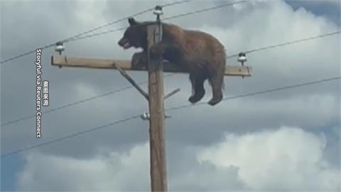 驚！美國黑熊受困電桿頂端　獲救前不幸觸電亡