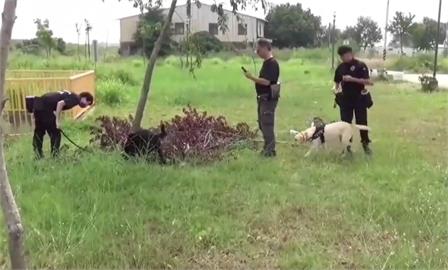 快新聞／緝毒犬超強神助攻！　助警查毒品「挖出大麻煙油、乾燥大麻花包裝」