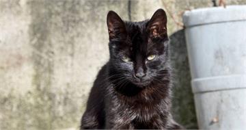 貓咪凌晨3點突然狂叫！飼主醒來「發現這事」超恐怖