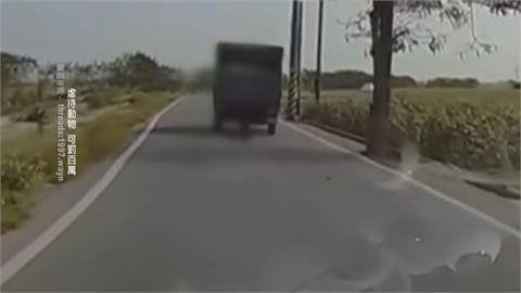 雲林黑狗遭貨車"活活拖行亡" 飼主最重關2年罰2百萬