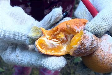 苗栗柑橘枝頭爛果 農民懷疑是「這個」害的