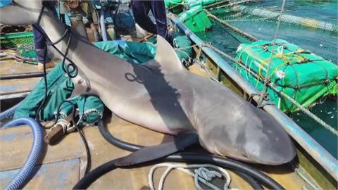 3年來第2度！闖澎湖箱網養殖場狂咬海鱺　300公斤鯊魚就逮