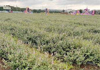 桃園仙草嘉年華11/23起盛大舉行　浪漫花田變身童趣遊樂園