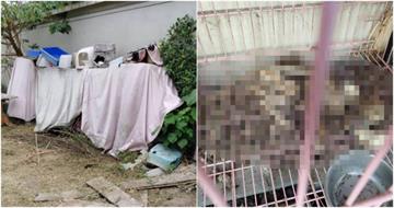 台南餐廳爆虐貓！屍臭引路驚見「籠內囚3白骨」惡行全揭