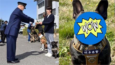 1歲的Oreo高難度考試一次過！成首隻法鬥警犬「超嚴肅表情」笑翻全網