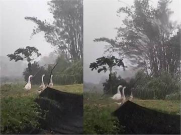 快新聞／強颱康芮來襲！花蓮驚見3隻鵝「跟風雨搏鬥」　超淡定看遠方畫面曝