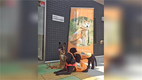 電鈴、鬧鐘樣樣都行！　導「聾」犬助聽障者克服生活困難