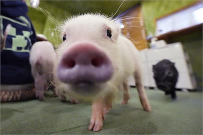 快新聞／日本首度培育出「器官移植」專用豬　人體器官短缺困境有望解決