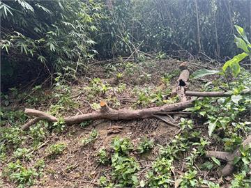 快新聞／殯葬集團將進駐基隆紅淡山　3處樹林遭砍！議員轟市府4大失職