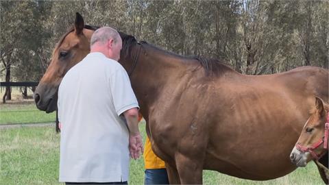 澳洲動物療法夯！　牧場提供牛、馬陪伴幫助放鬆